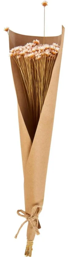 ACTINO Fiori Secchi Rosa|CASA