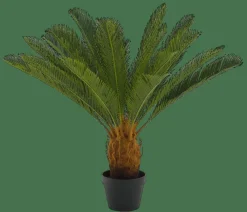 CYCAS Palma Verde|CASA Best