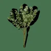 EUCALYPTUS Ramo D'eucalipto Verde|CASA Online