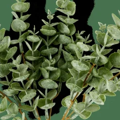EUCALYPTUS Ramo D'eucalipto Verde|CASA Online