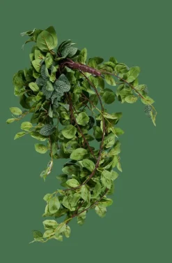 FITTONIA Ghirlanda Di Foglie Verde|CASA Discount