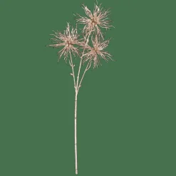 GOLDY Cardo Oro Champagne|CASA Best