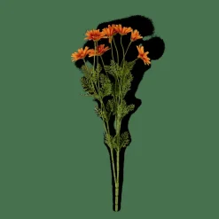 INDI Arancione|CASA Online