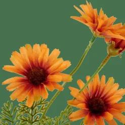 INDI Arancione|CASA Online