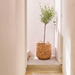 JONI Cesta Naturale|CASA Best