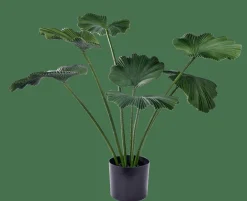 LOTUS Pianta Verde|CASA