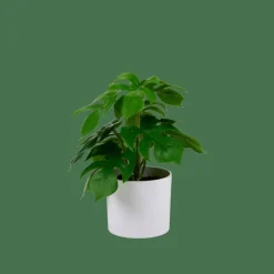 MONSTERA Pianta Vari Colori|CASA Outlet