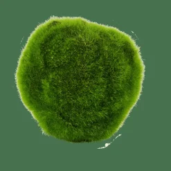 MOSS Sfera Di Muschio Verde|CASA New