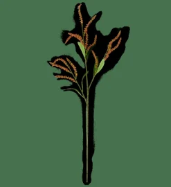 OPHIO Ramo|CASA Clearance