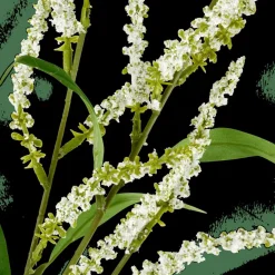 OPHIO Ramo Bianco|CASA Online