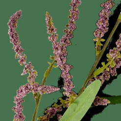 OPHIO Ramo Viola|CASA Discount