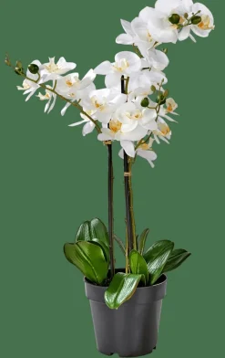 ORCHID Orchidea In Vaso Bianco|CASA Online