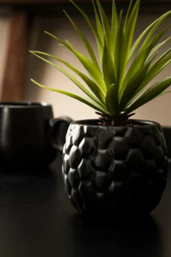 PINA Pianta D'ananas In Vaso Nero|CASA Best
