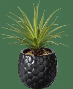 PINA Pianta D'ananas In Vaso Nero|CASA Best
