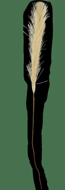 PLUME Pennacchi Decorativi Verde|CASA Clearance