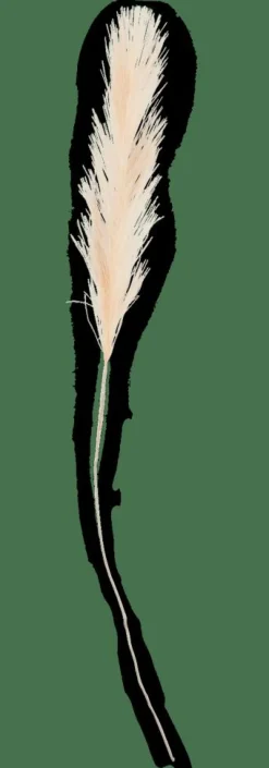 PLUME Pennacchi Decorativi Crema|CASA Outlet