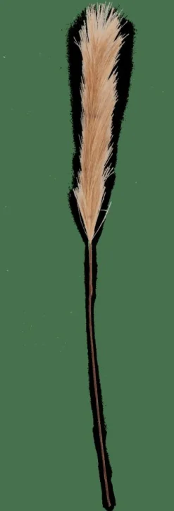 PLUME Pennacchi Decorativi Marrone|CASA New