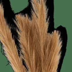 PLUME Pennacchi Decorativi Marrone|CASA New