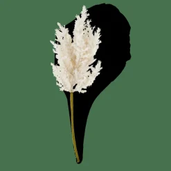 PLUME Stelo Bianco Antico|CASA