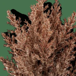 PLUME Stelo Di Piume Marrone|CASA Online