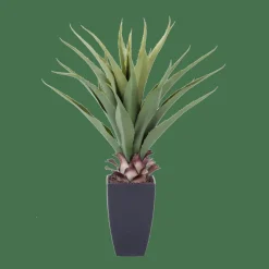 VERA Aloe Vera Verde|CASA Online