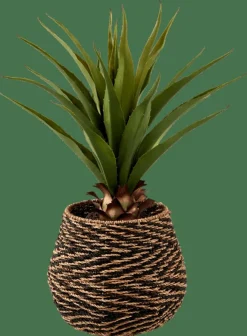 VERA Aloe Vera Verde|CASA Online