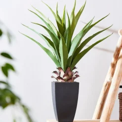 VERA Aloe Vera Verde|CASA Online