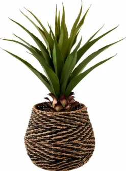 VERA Pianta Grassa Su Bastone Verde|CASA Best